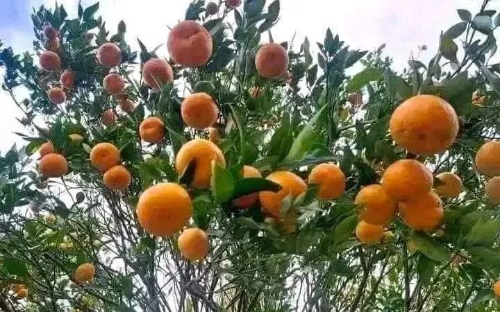 whatsapp image 2026 02 25 at 20.31.53 (1) (copy)